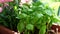 Green basil in flower pot on balcony. home balcony garden