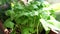 Green basil in flower pot on balcony. home balcony garden