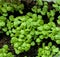 Green basil grows in the ground.