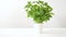 Green basil herb in pot on table