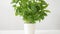 Green basil herb in pot on table