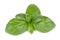 Green Basil Isolated on White Background