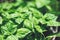 Green basil leaf plant growing in the vegetable garden plantation - Fresh sweet genovese basil herb
