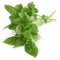 Green basil leaves