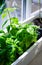 Green basil leaves in plastic plant box on windowsill, home herbal garden