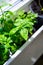 Green basil leaves in plastic plant box on windowsill, home herbal garden