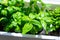 Green basil leaves in plastic plant box on windowsill, home herbal garden