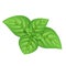 Green basil leaves vector illustration.
