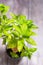 Green basil plant in bloom aromatic green leaves plant