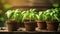 Green basil seedlings in brown flower pots. Young small plants in pots. Concept of gardening, farming, growing vegetables