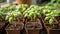 Green basil seedlings in brown flower pots. Young small plants in pots. Concept of gardening, farming, growing vegetables