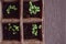 green basil seedlings in organic trays on wooden background