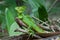 Green Basilisk Basiliscus plumifrons, or Jesus Christ Lizard o