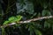 Green basilisk (Basiliscus plumifrons) in Tortuguero National Park (Costa Rica)