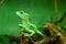Green basilisk lizard close-up by blurred background