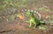 Green basilisks lizard