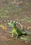 Green basilisks lizard