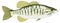 green bass fish vector illustration transparent background