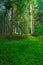 Green bavarian forest