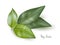 Green bay leaves branch. Herb plants for cooking and flavor vector illustration. Botanical organic elements on white