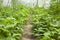 Green bean bushes in greenhouse