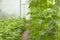 Green bean bushes in greenhouse