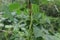 green bean plant beautiful vines