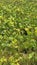 green bean plants before being picked in the village rice fields