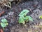 Green bean seedlings get their first true leaves