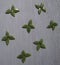 Green beans. carob green seeds on wooden background. flower