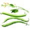 Green beans with leaves and flower, black-eyed beans, black eyed pea pods, cowpea, object isolated, hand drawn