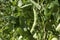 Green Beans Unripe Vegetable Leaves Stem