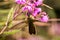 Green-bearded helmetcrest howering next to pink flower, Colombia hummingbird with outstretched wings,hummingbird sucking nectar fr