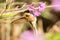 Green-bearded helmetcrest howering next to pink flower, Colombia hummingbird with outstretched wings,hummingbird sucking nectar fr