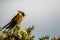 Green-bearded helmetcrest resting on tree with yellow flowers, Colombia, hummingbird sucking nectar from blossom,high altitude ani