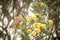 Green-bearded helmetcrest resting on tree with yellow flowers, Colombia, hummingbird sucking nectar from blossom,high altitude ani