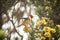 Green-bearded helmetcrest resting on tree with yellow flowers, Colombia, hummingbird sucking nectar from blossom,high altitude ani