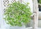 Green Beautiful Bonsai Tree in Flower Pot