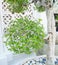 Green Beautiful Bonsai Tree in Flower Pot