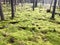 Green beautiful bright green hummocks covered with soft fluffy moss on a swamp in a coniferous forest and trunks of trees