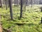 Green beautiful bright green hummocks covered with soft fluffy moss on a swamp in a coniferous forest and trunks of trees