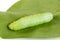 Green beautiful caterpillar on leaf close up