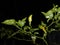 green and beautiful cayenne pepper trees bear fruit at night