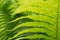 Green beautiful fern leaves closeup