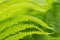 Green beautiful fern leaves closeup