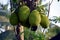 green beautiful jackfruit