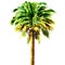 Green beautiful palm tree isolated on white background