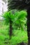 Green beautiful palm tree.Long Trunk Date Palm Tree.Dates on a palm tree.Dates palm branches with ripe dates.Bunch of barhi dates