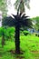 Green beautiful palm tree.Long Trunk Date Palm Tree.Dates on a palm tree.Dates palm branches with ripe dates.Bunch of barhi dates