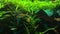 A green beautiful planted tropical freshwater aquarium with fishes slowly floating swimming in water